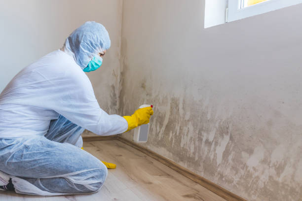 Licensed Basement Mold Remediation service in Trenton, TN - WQB Mold Removal