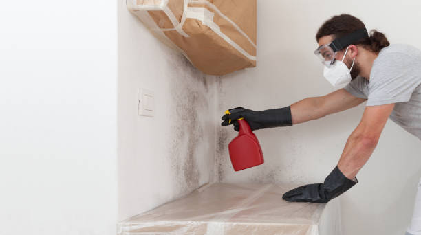 Professional Basement Mold Remediation technician working in Trenton, TN