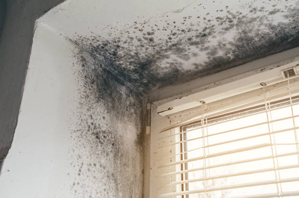 Affordable Basement Mold Remediation solutions in Trenton, TN