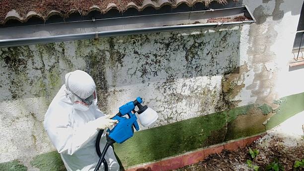 Top rated local Basement Mold Remediation specialists in Trenton, TN
